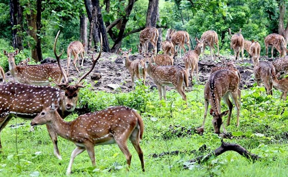 Bardiya-national-park-jungle-safari-for-3-nights-and-4-days-IV.jpg